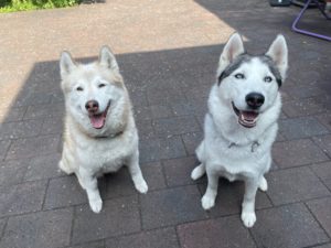 ordinary week 3 Huskies